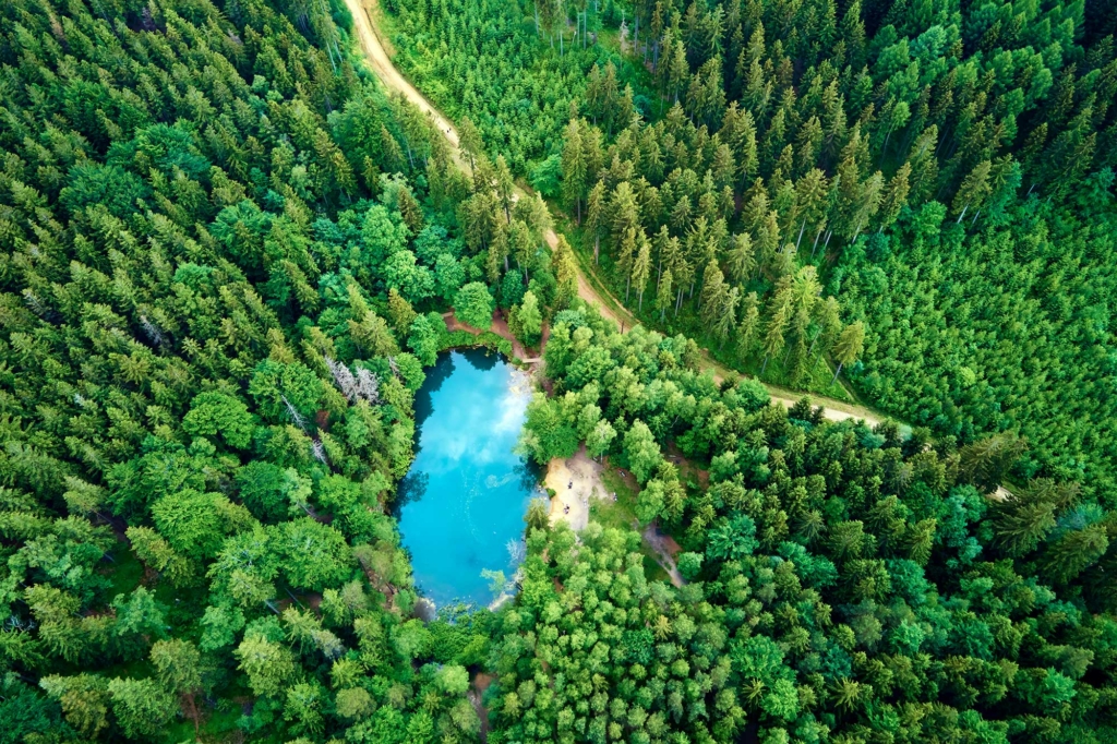 Villa In The Forest